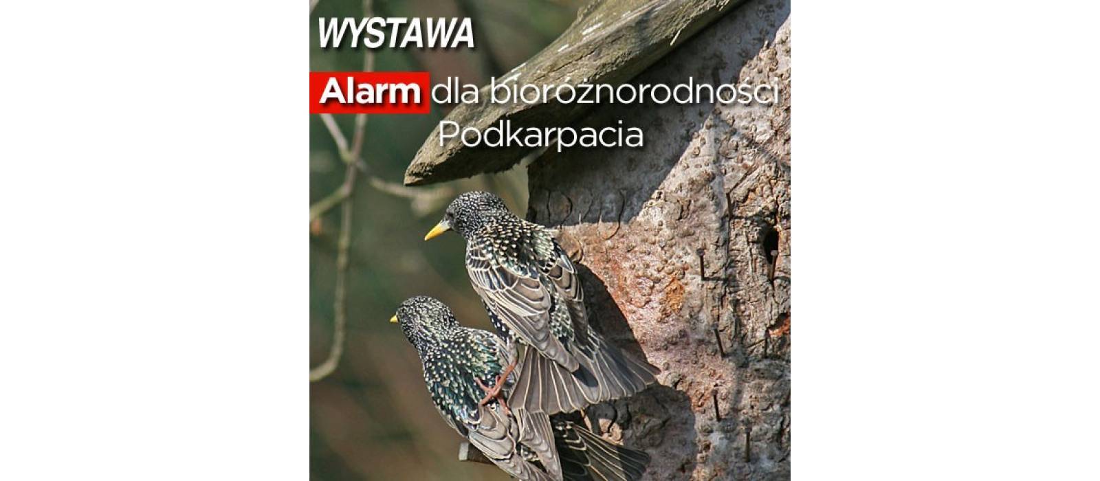 Wystawa &quot;Alarm dla bioróżnorodności&quot; - 1