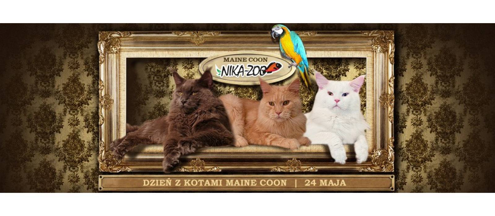 Dzień z kotami Maine Coon - 1